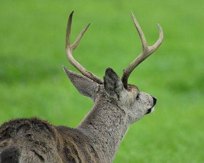 mule deer BRD0602.JPG