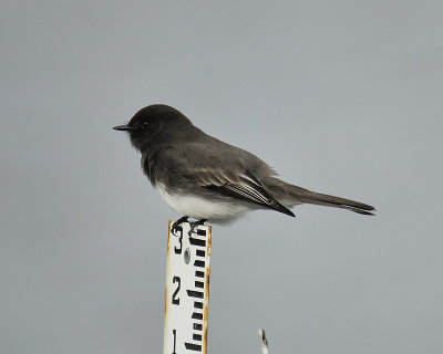 black phoebe BRD0756.JPG