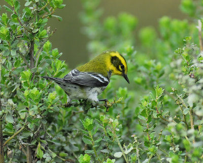 townsend's warbler BRD0732.JPG