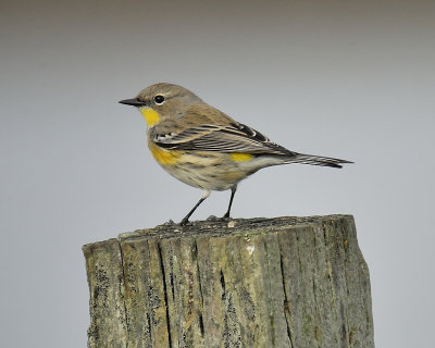 audubon's warbler BRD0711.JPG