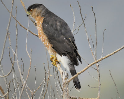 cooper's hawk BRD0779.JPG