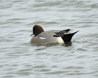 eurasian wigeon BRD0809.JPG