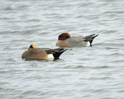 eurasian wigeon BRD0822.JPG