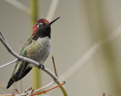 anna's hummingbird BRD0873.JPG