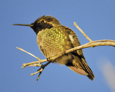 anna's hummingbird BRD0927.JPG