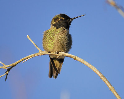 anna's hummingbird BRD0941.JPG