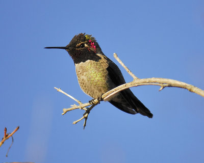 anna's hummingbird BRD0952.JPG