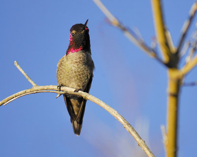 1390b_annas_hummingbird