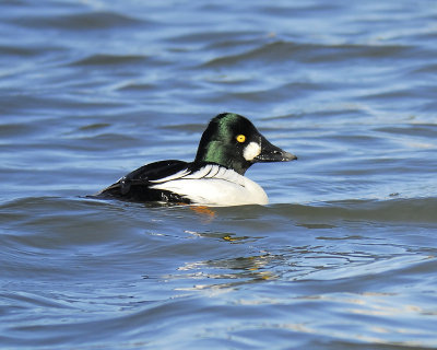 common goldeneye BRD1042.JPG