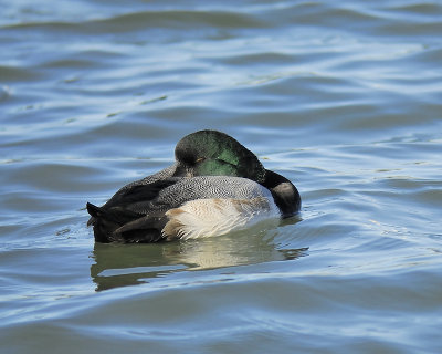 greater scaup BRD1038.JPG