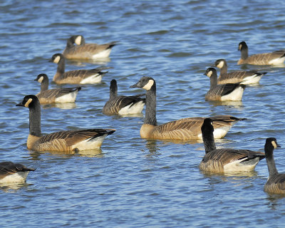 canada and cackling goose BRD1051.JPG
