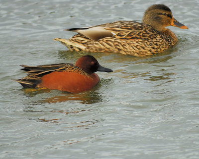 cinnamon teal BRD1402.JPG