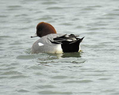 eurasian wigeon_BRD1351.JPG