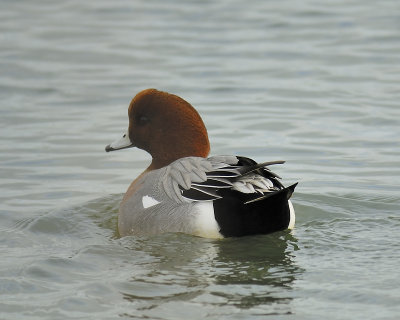 eurasian wigeon BRD1350.JPG