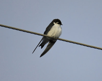 violet-green swallow BRD1283.JPG