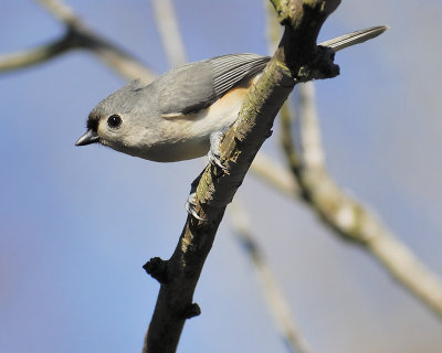 tufted titmouse BRD1929.JPG