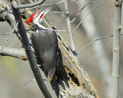pileated woodpecker BRD1958.JPG