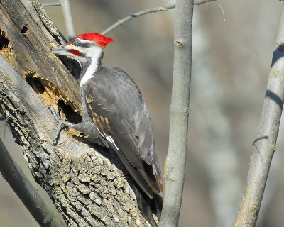 pileated woodpecker BRD1986.JPG