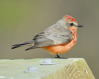 vermilion flycatcher BRD2062.JPG