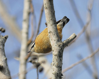 red-breasted nuthatch BRD2420.JPG