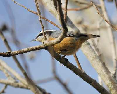 red-breasted nuthatch BRD2429.JPG