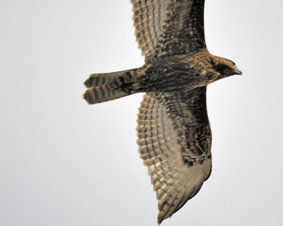 red-tailed hawk BRD2512.JPG