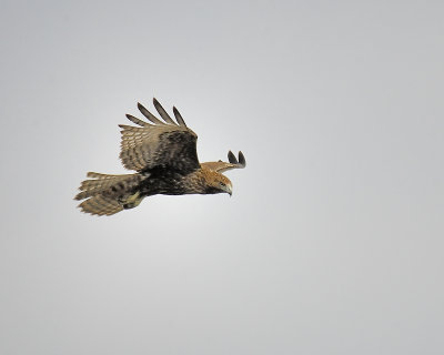 red-tailed hawk BRD2547.JPG