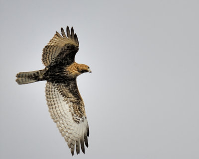 red-tailed hawk BRD2552.JPG