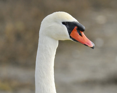 mute swan BRD1506.JPG