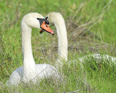 mute swan BRD1544.JPG