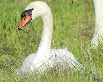 mute swan BRD1547.JPG