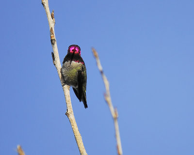anna's hummingbird BRD1680.JPG
