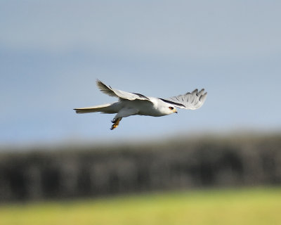 white-tailed kite BRD1655.JPG