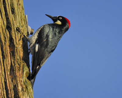 acorn woodpecker BRD1756.JPG