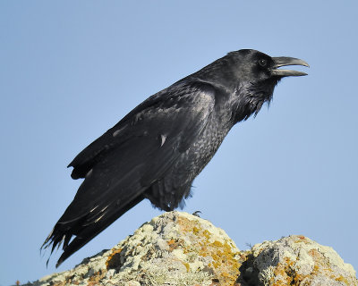 common raven BRD1796.JPG