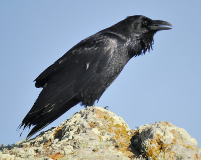 common raven BRD1799.JPG