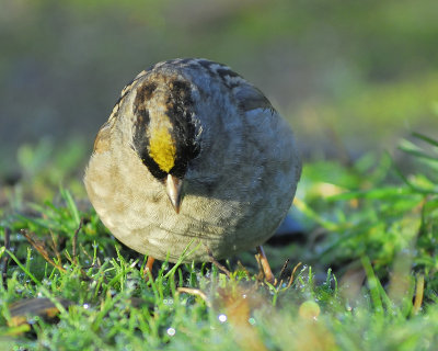 golden-crowned sparrow BRD1751.JPG