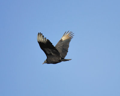 black vulture BRD2667.JPG