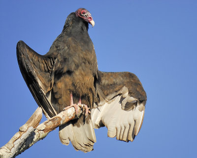 turkey vulture BRD2650.JPG