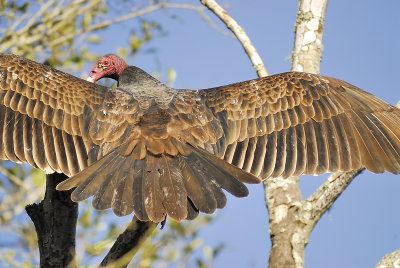 turkey vulture BRD2652.JPG