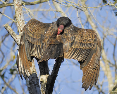 turkey vulture BRD2659.JPG