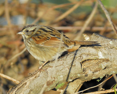 swamp sparrow BRD2642.JPG