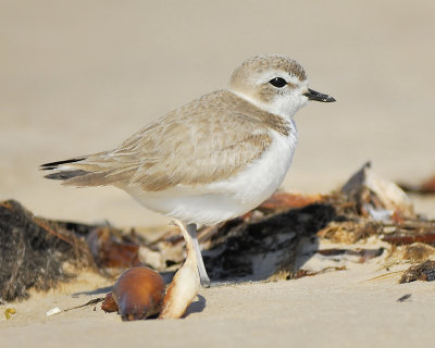 snowy plover BRD2902.JPG