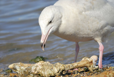 glaucous gull BRD3207.JPG