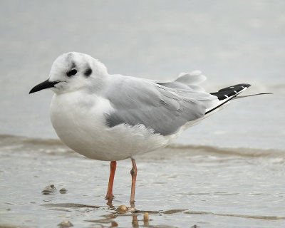 bonaparte's gull BRD3082.JPG