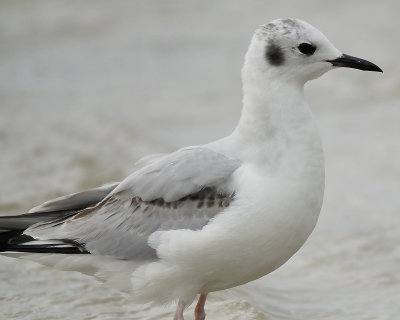 bonaparte's gull BRD3088.JPG