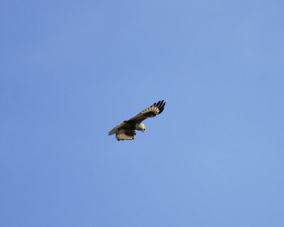 rough-legged hawk BRD3460.JPG