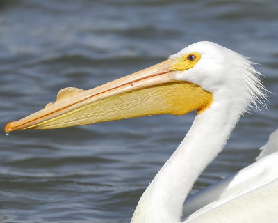 1050a_white_pelican