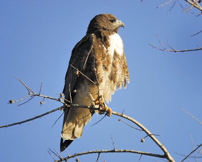 white-tailed hawk BRD3675.JPG