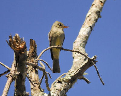 1450v_greater_pewee